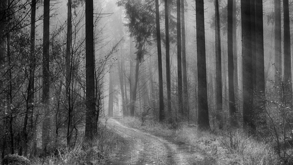 Nebliger Waldweg im Herbst als Sinnbild für die Frage «gehen oder bleiben»